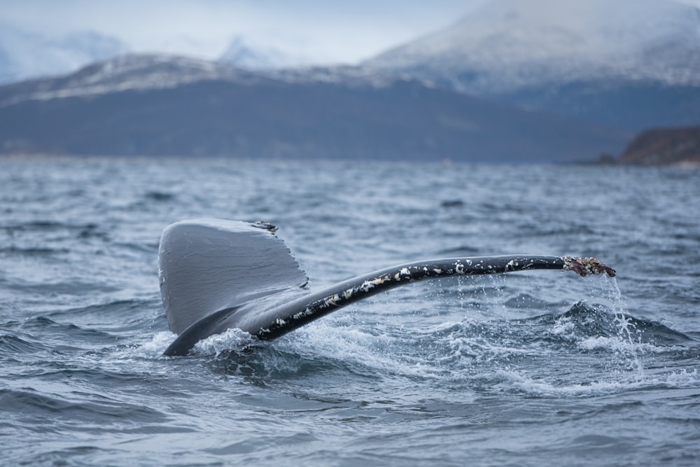 a humpback whale dives into the water