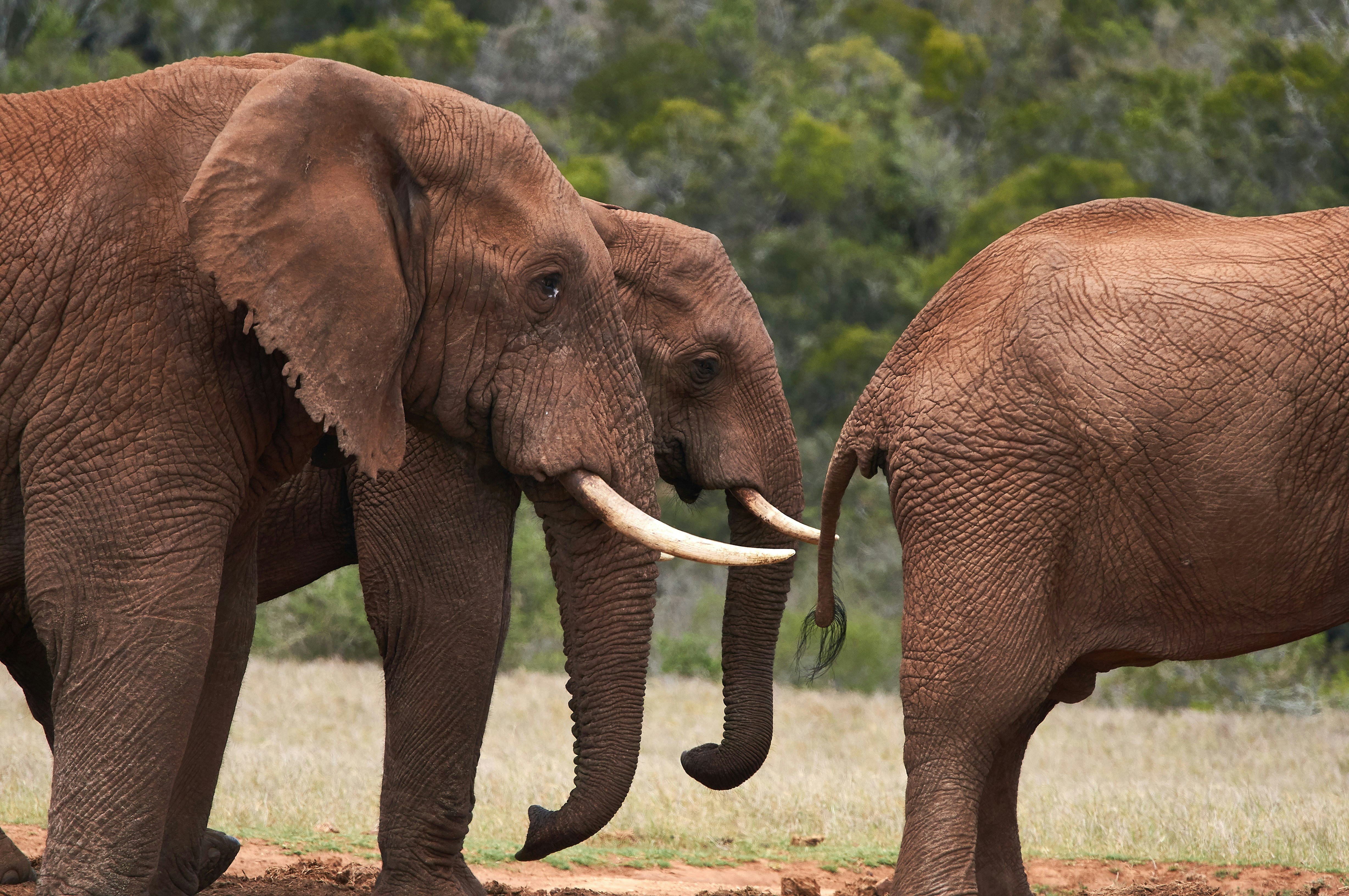 Photo by wolfgang_hasselmann