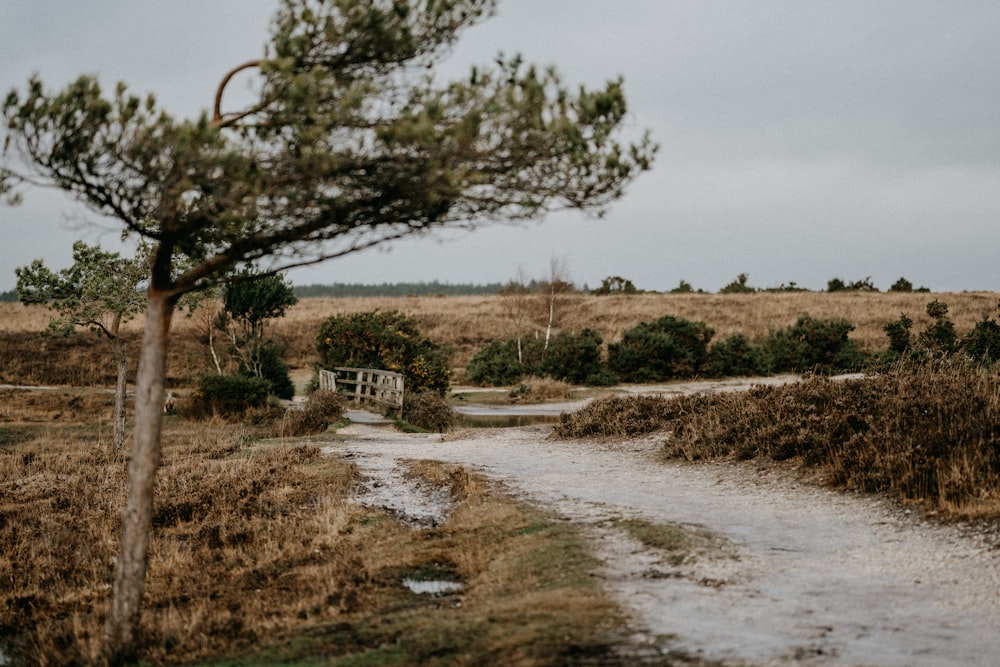 a dirt road with a tree on the side of it