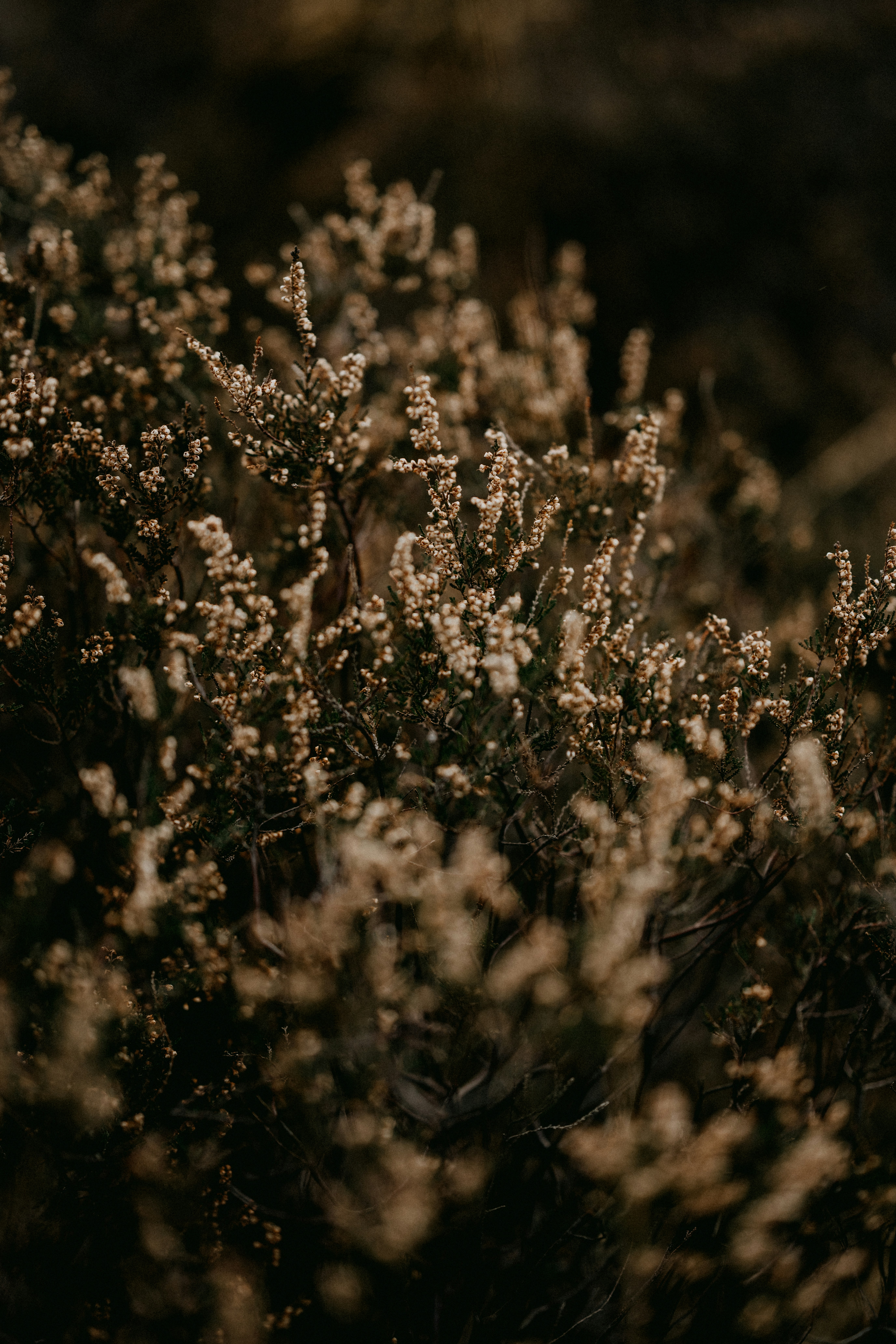 Photo by anniespratt