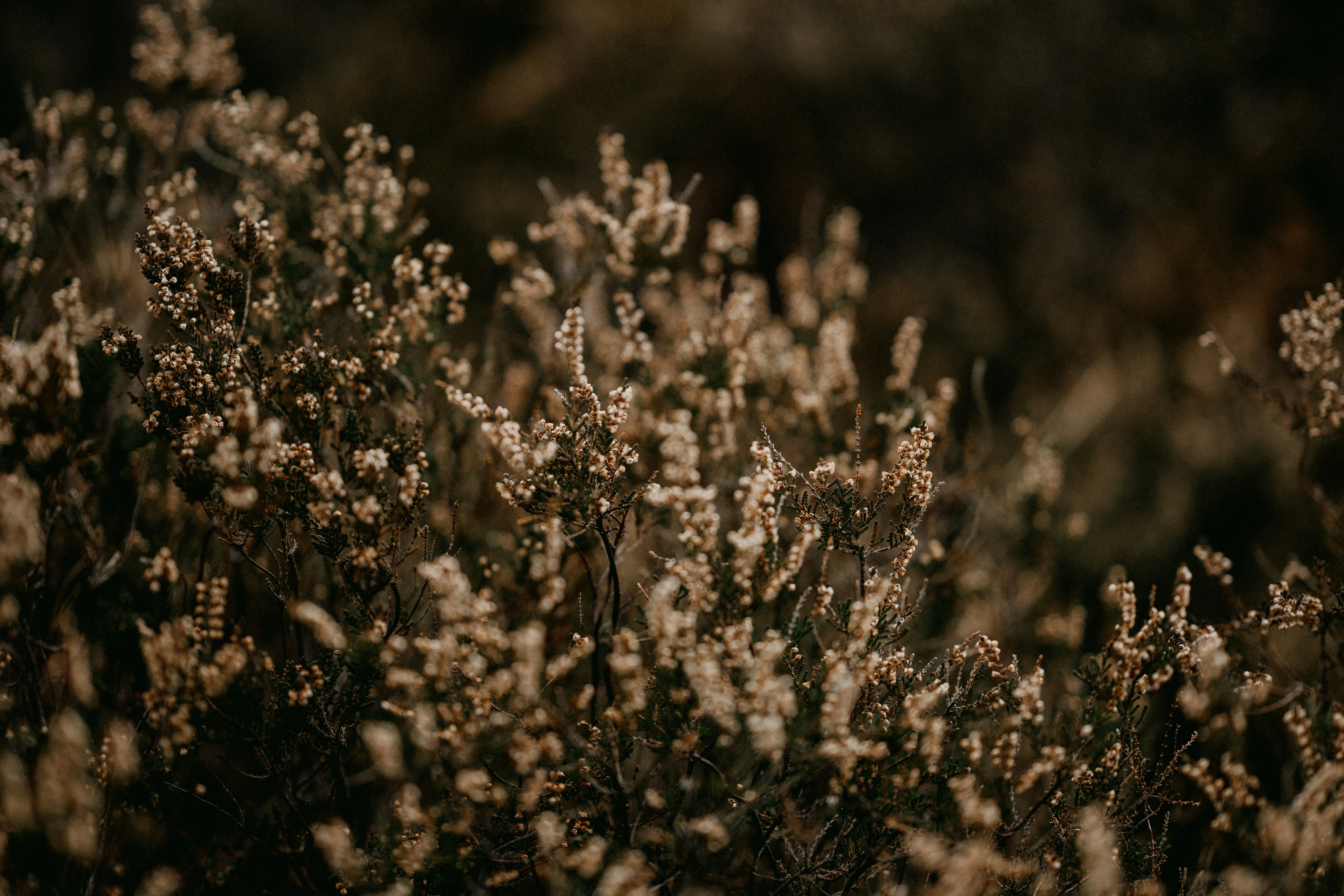 Photo by anniespratt