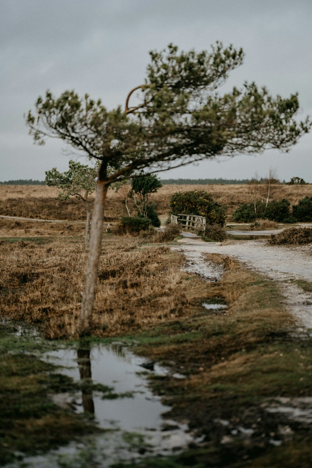 Un albero solitario in mezzo a un campo