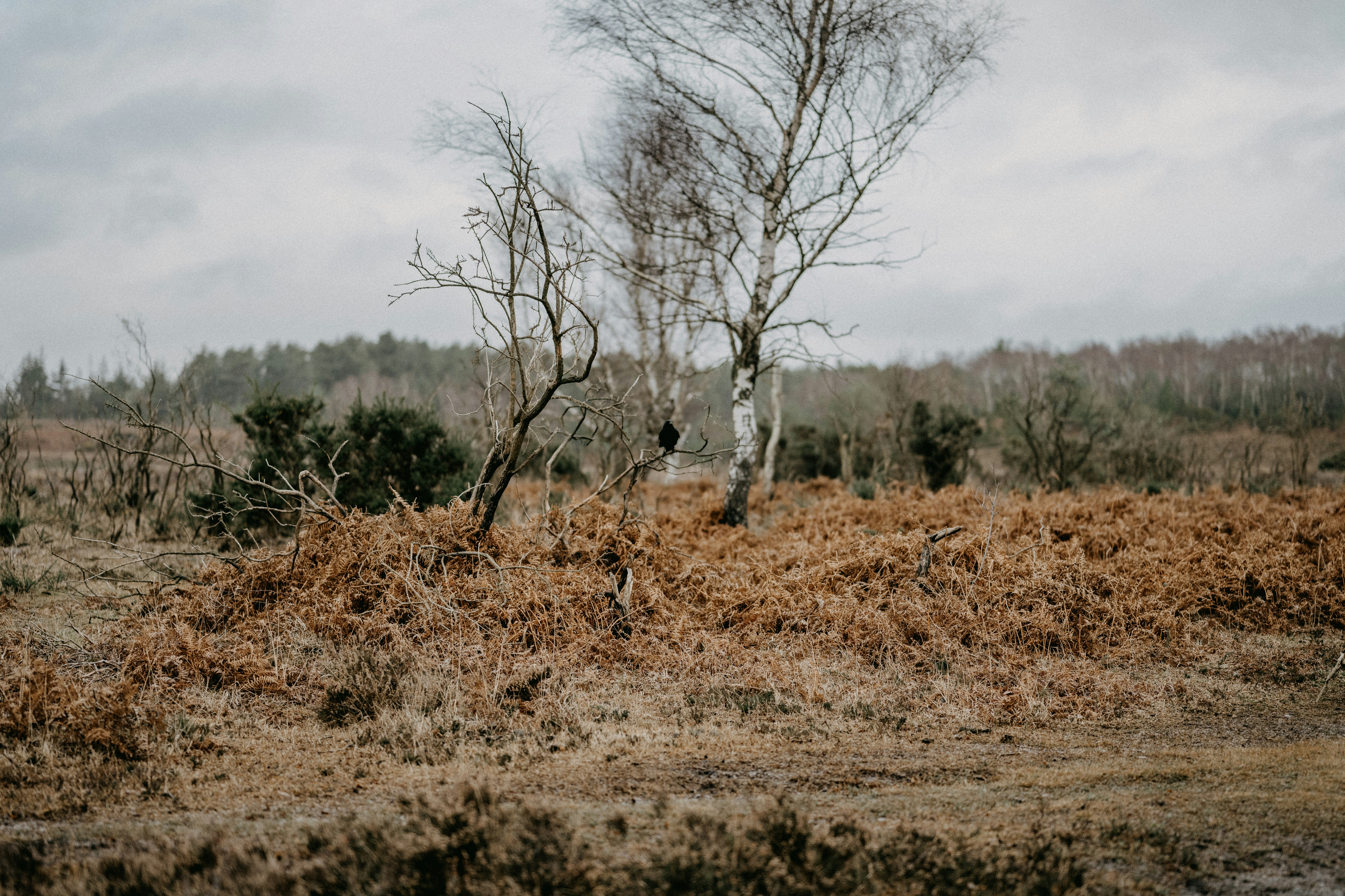 Photo by anniespratt