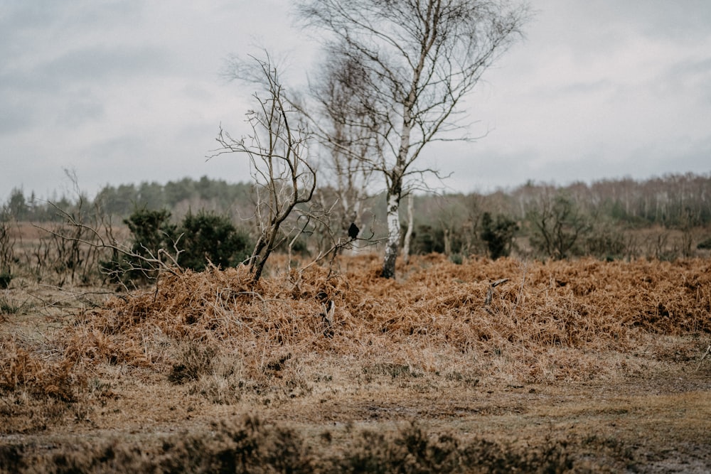 a lone tree in a field with no leaves