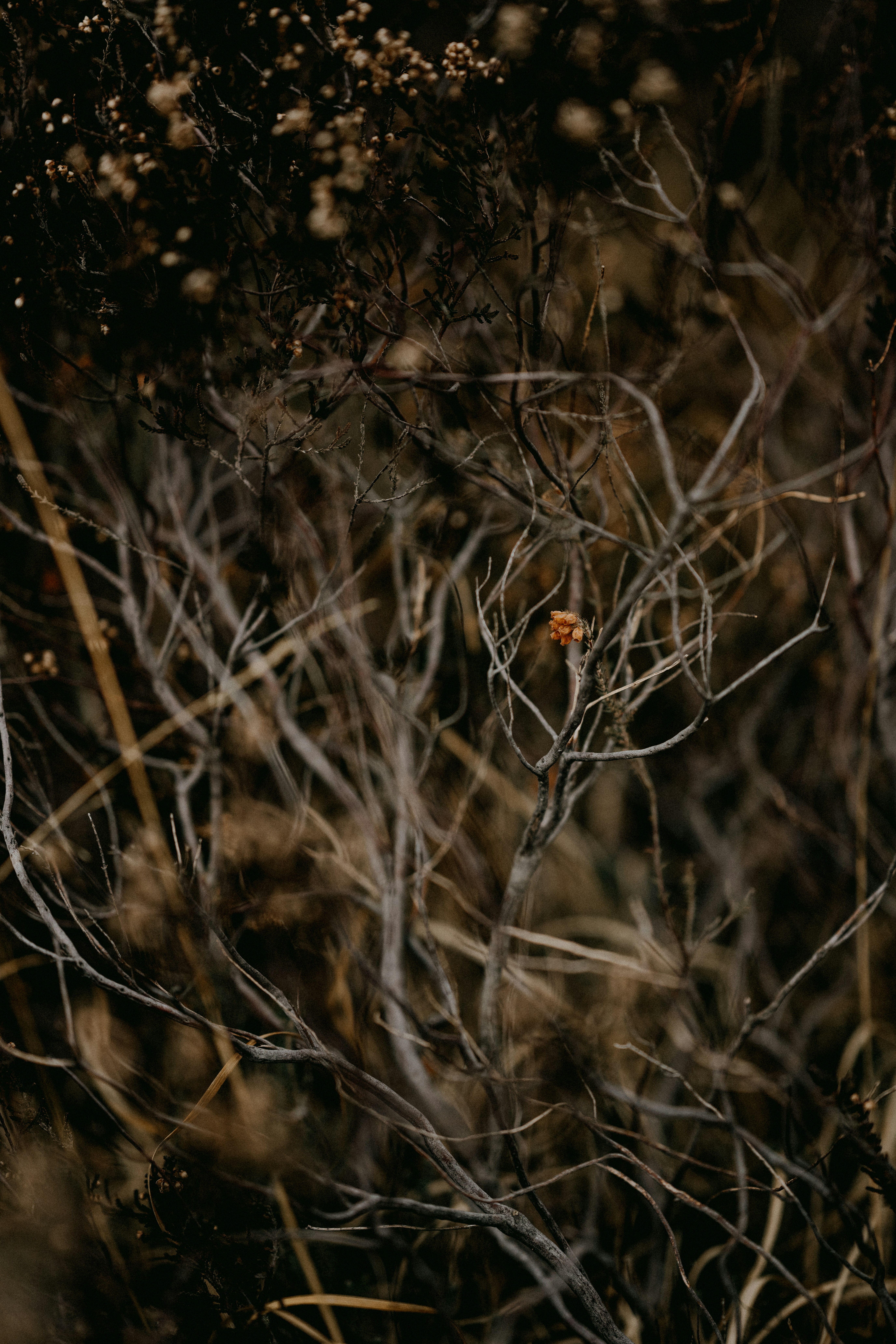 Photo by anniespratt