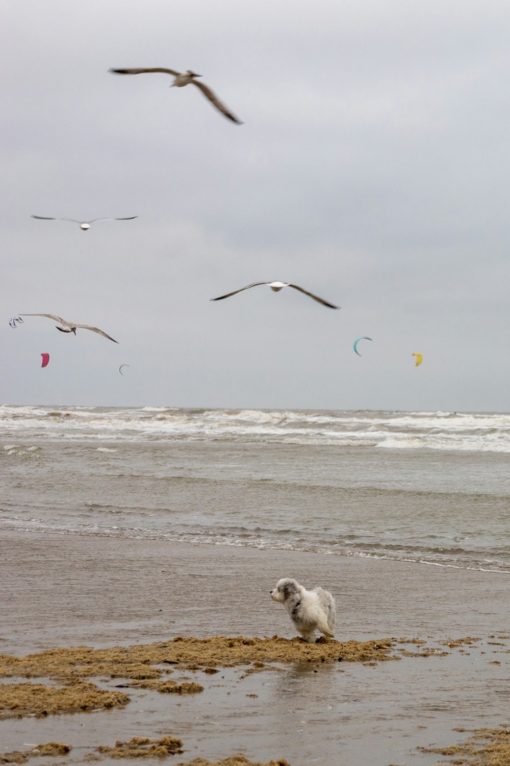 a dog on a beach with seagulls flying in the background