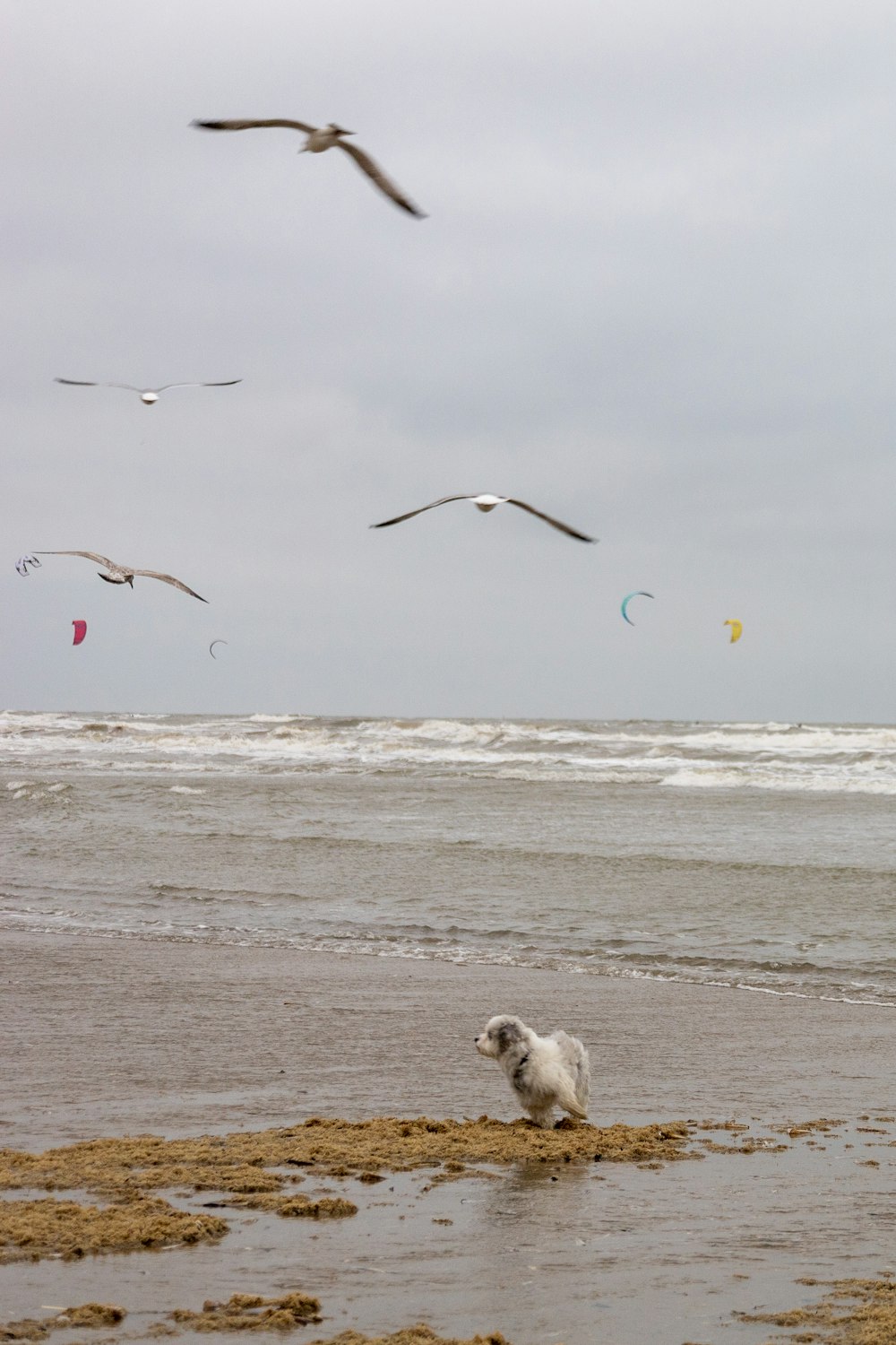 um cão em uma praia com gaivotas voando no fundo