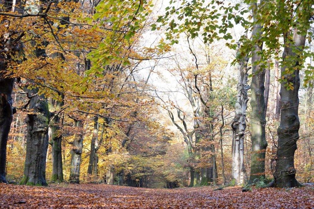 a leaf covered path in a wooded area