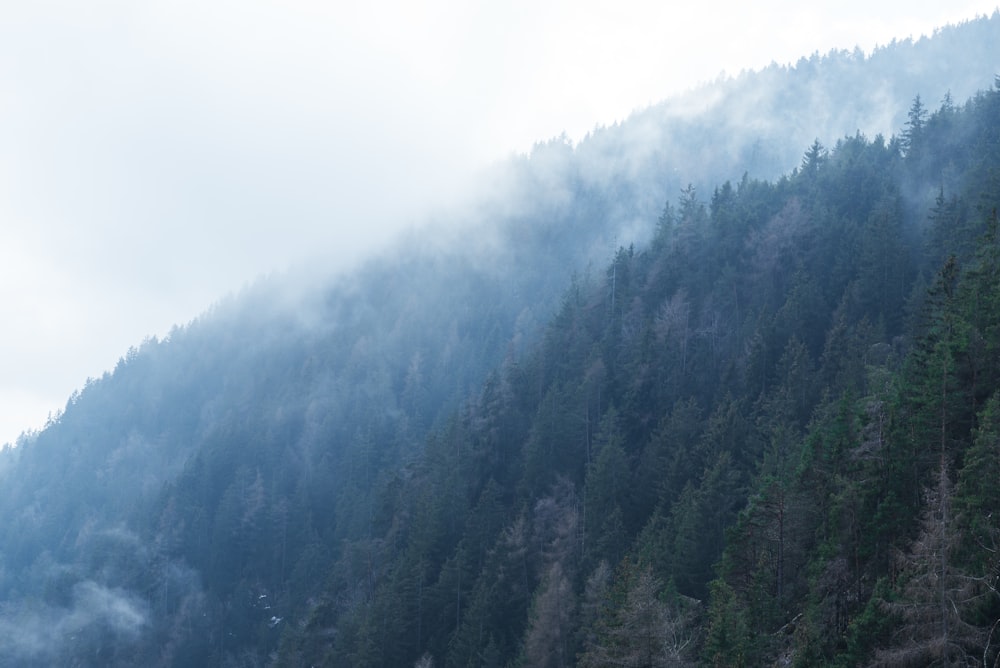 a mountain covered in fog with trees in the foreground