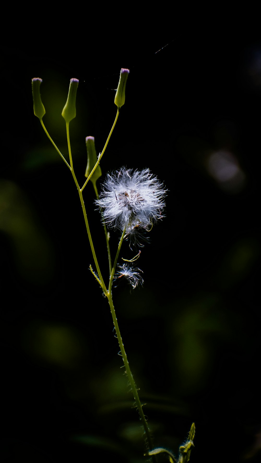 a close up of a dandelion on a black background