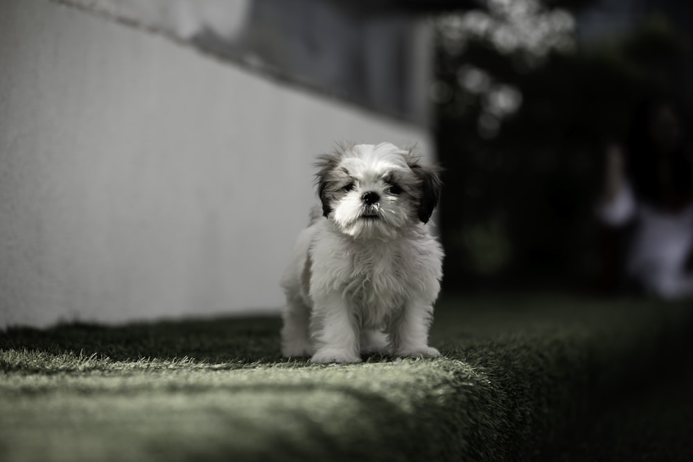 a small white and brown dog standing on top of grass