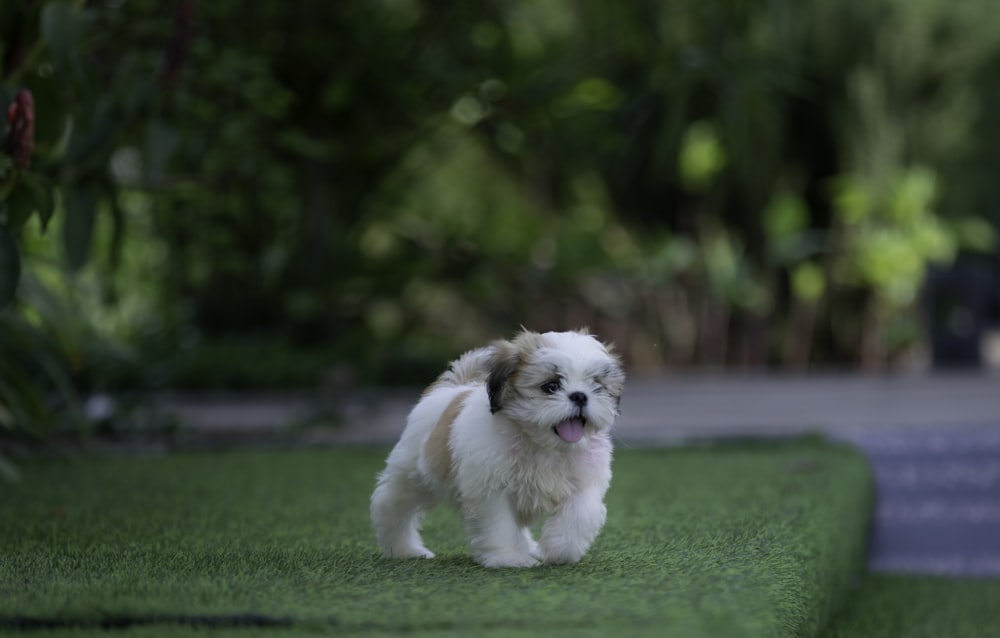 a small white dog walking across a lush green field