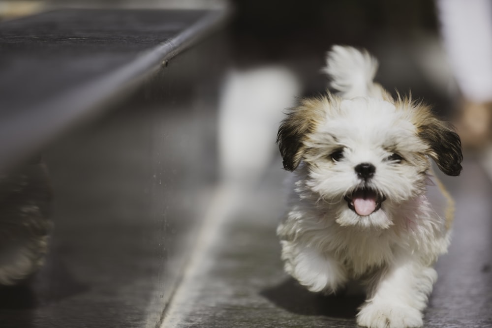 a small white and brown dog running down a sidewalk