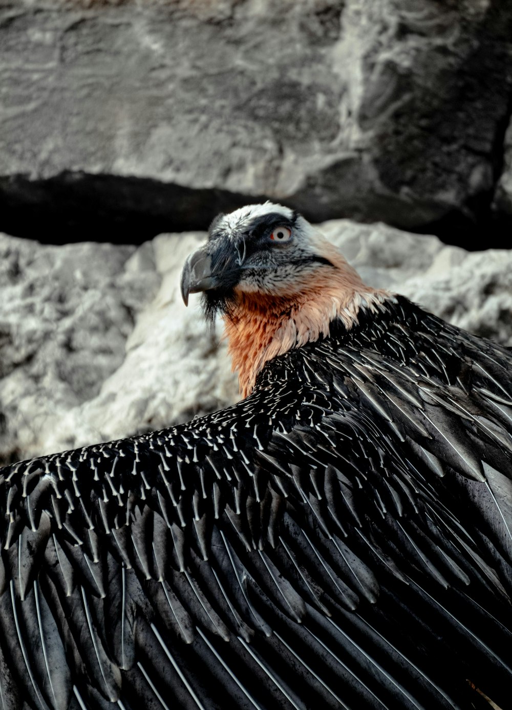 a close up of a large bird near a rock