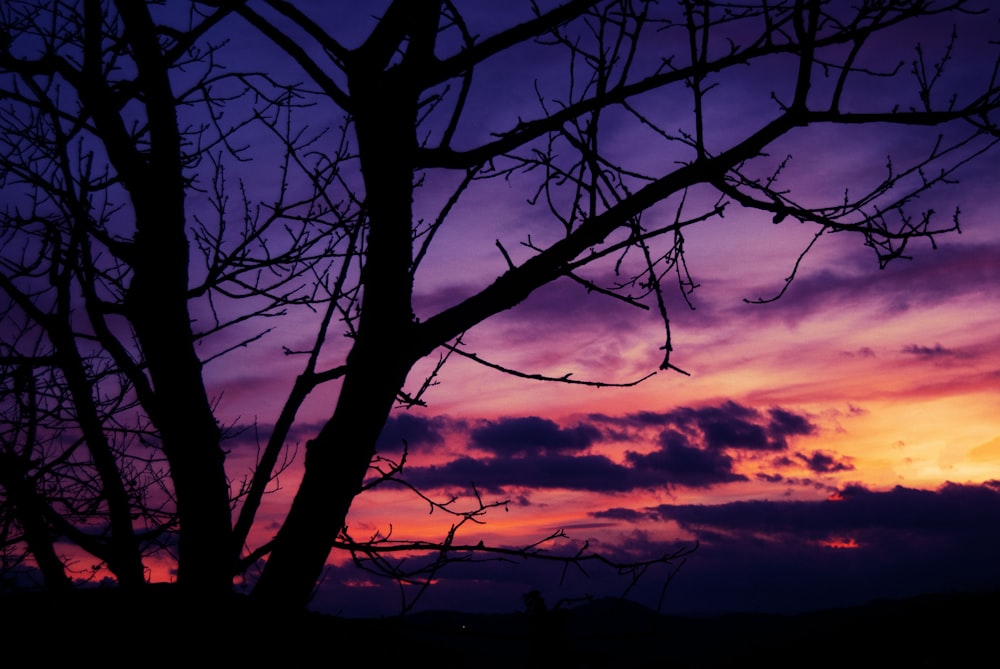 a tree is silhouetted against a colorful sky