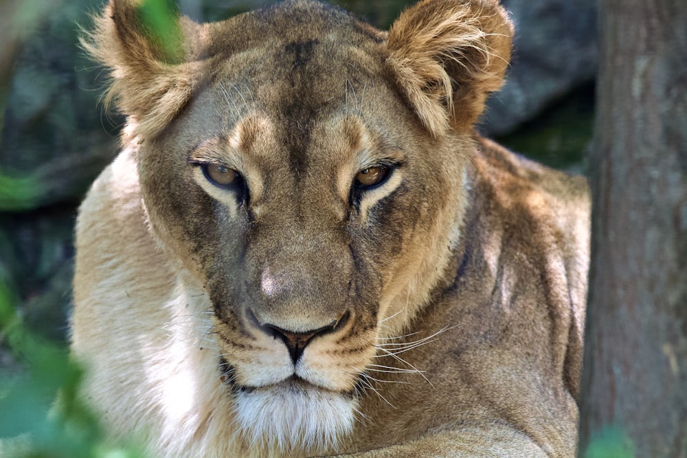 a close up of a lion near a tree