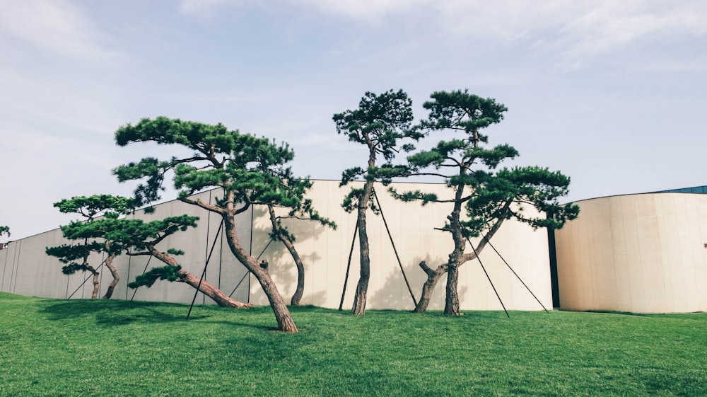 a group of trees in front of a building