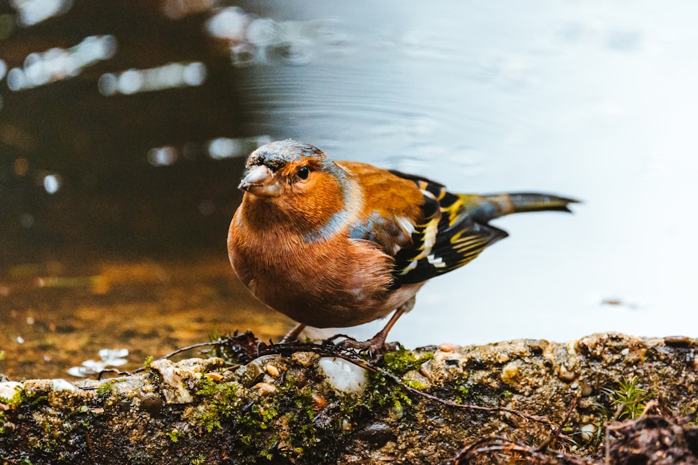 a bird standing on a rock next to a body of water