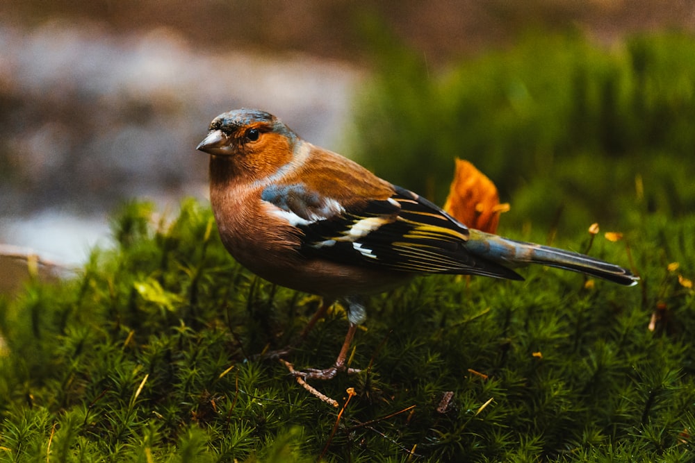 a small bird standing on a patch of moss