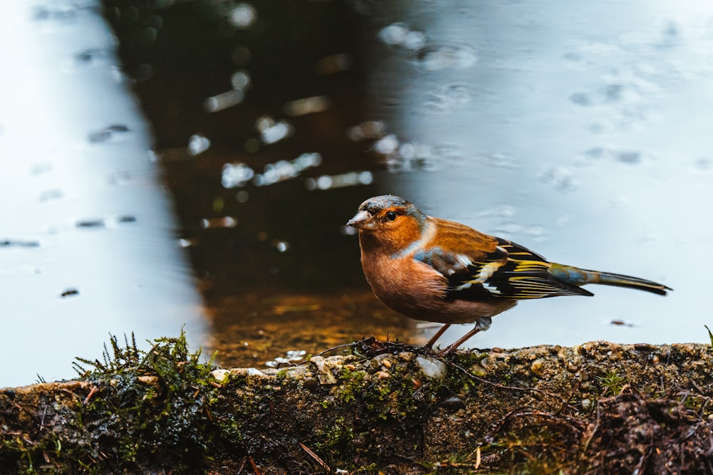 a bird is standing on the edge of the water