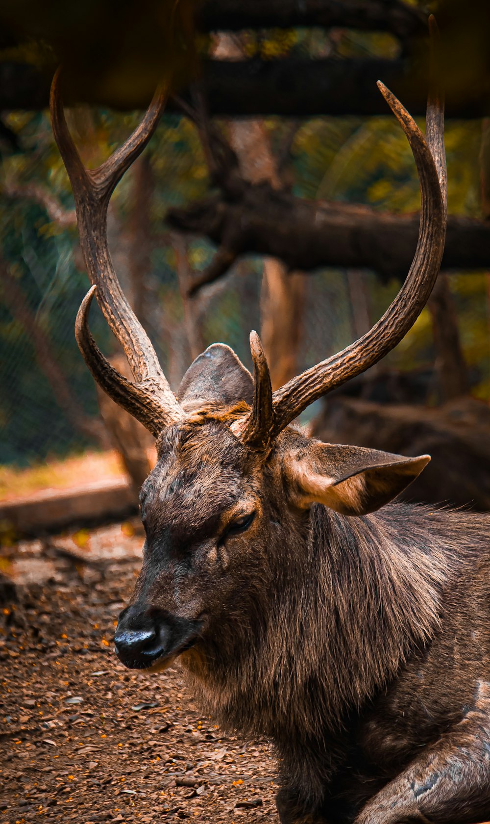 a deer with large horns laying down on the ground