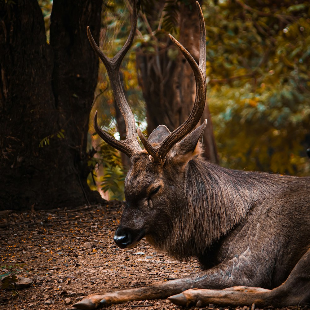 a deer laying on the ground in the woods