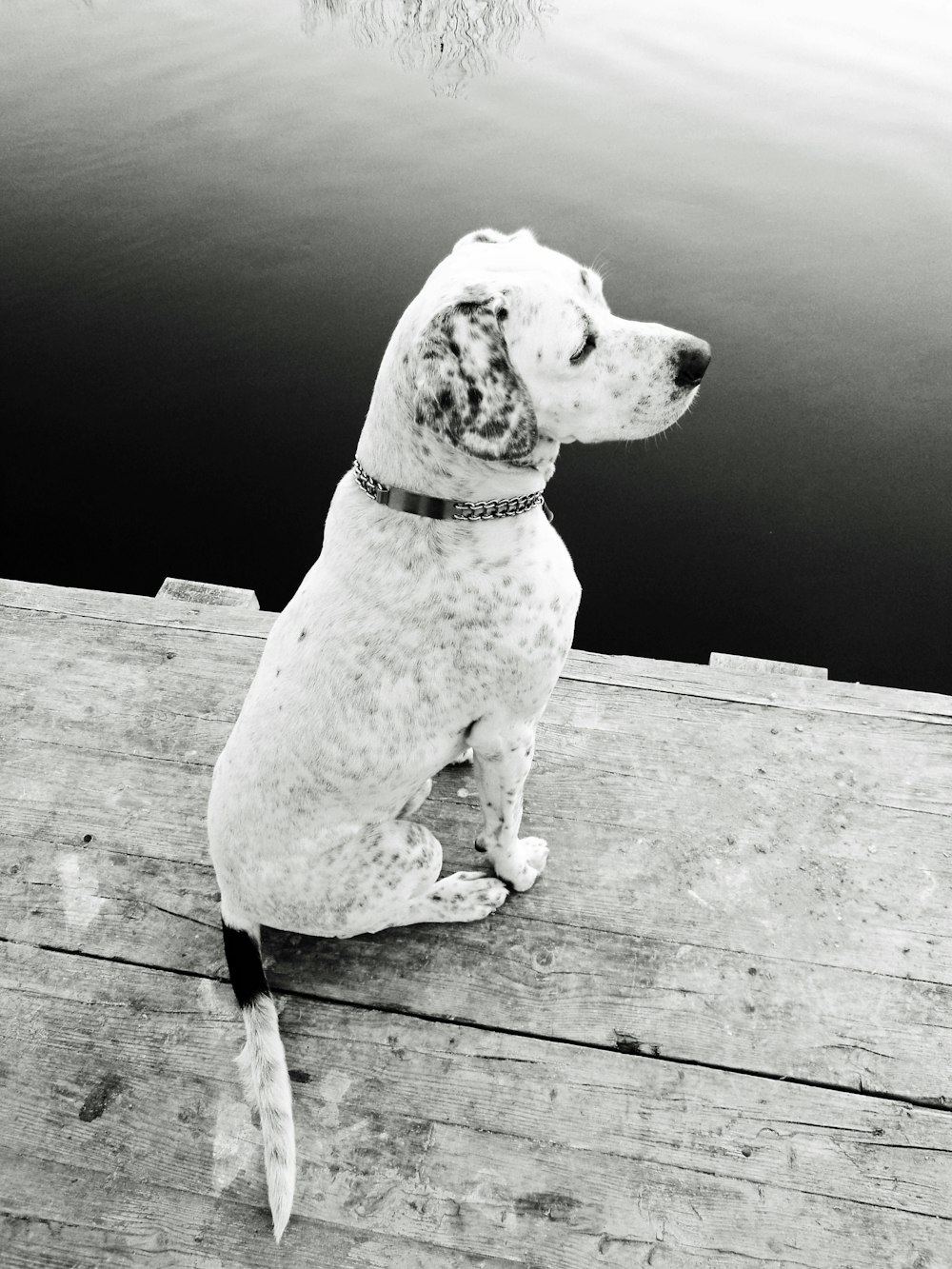 a dog sitting on a dock looking at the water