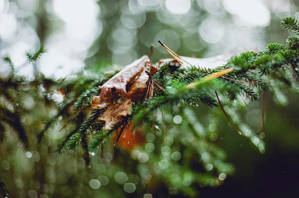 a close up of a leaf on a tree branch