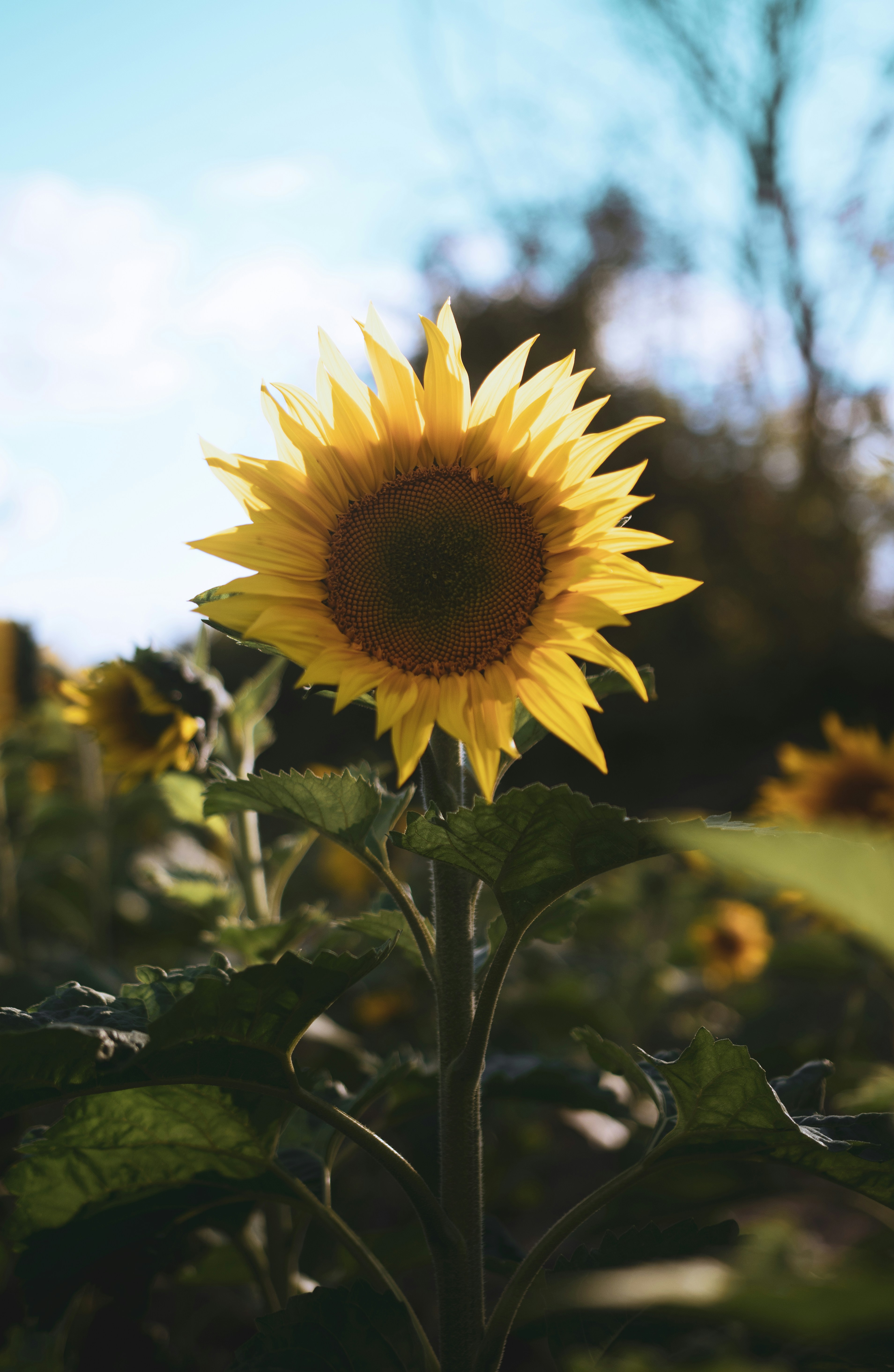 Photo by samueljdavisjr