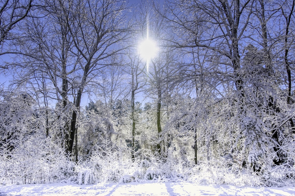 the sun shines through the trees in a snowy forest