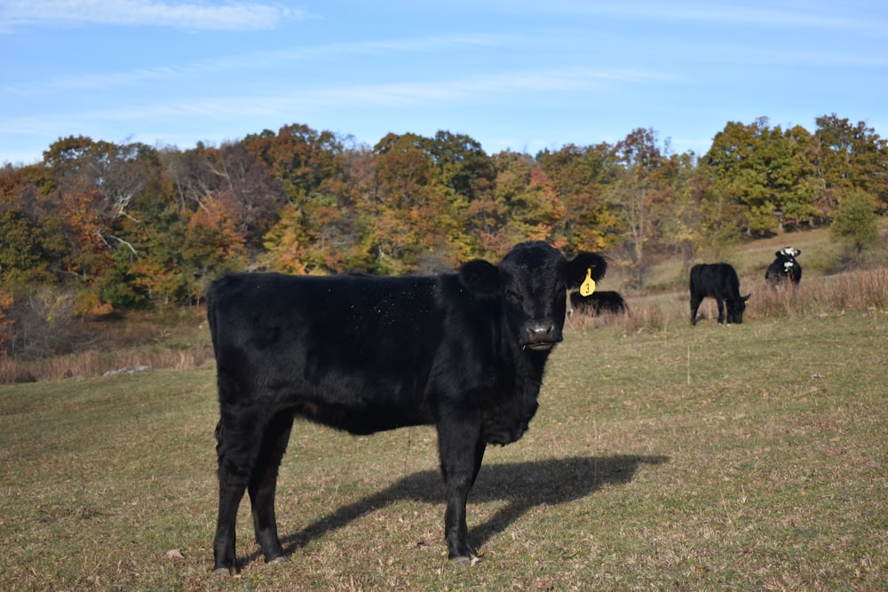 a black cow standing on top of a grass covered field