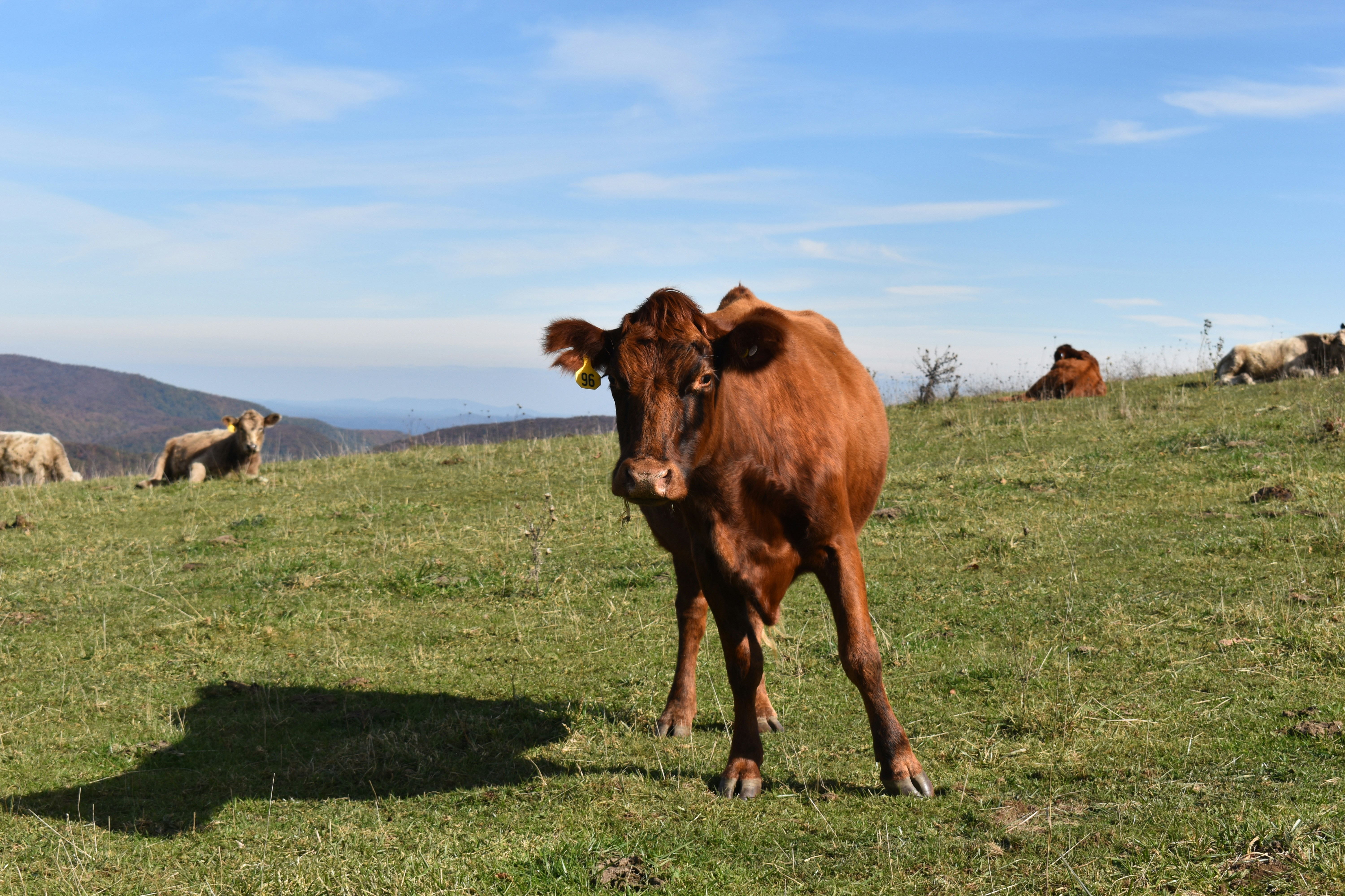 cattle grazing on the mountainside