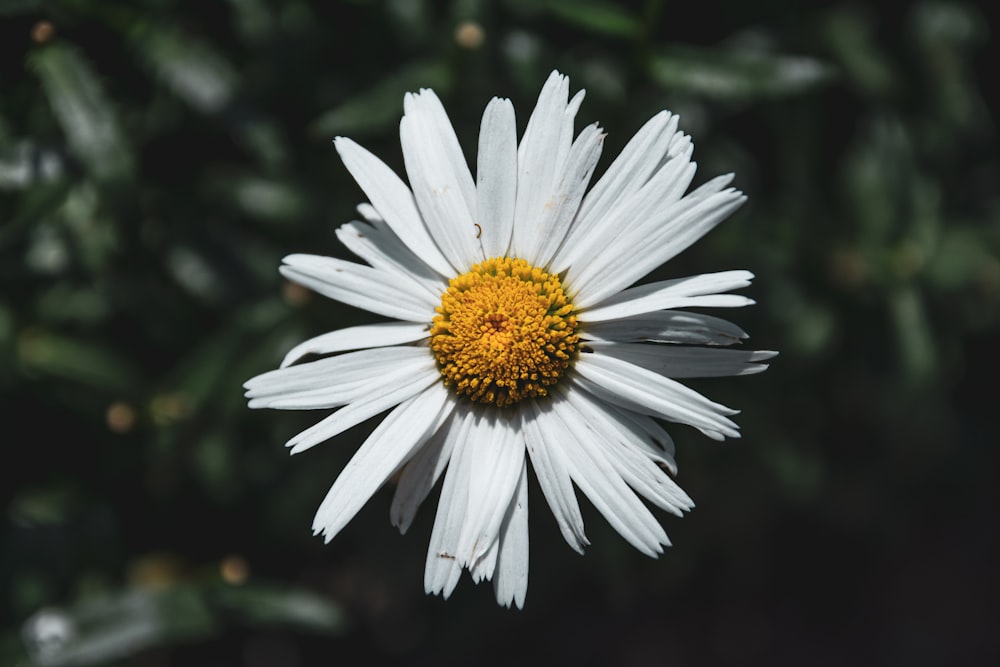 Nahaufnahme einer weißen Blume mit gelber Mitte