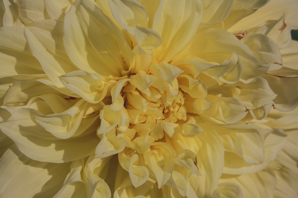 a close up of a large yellow flower