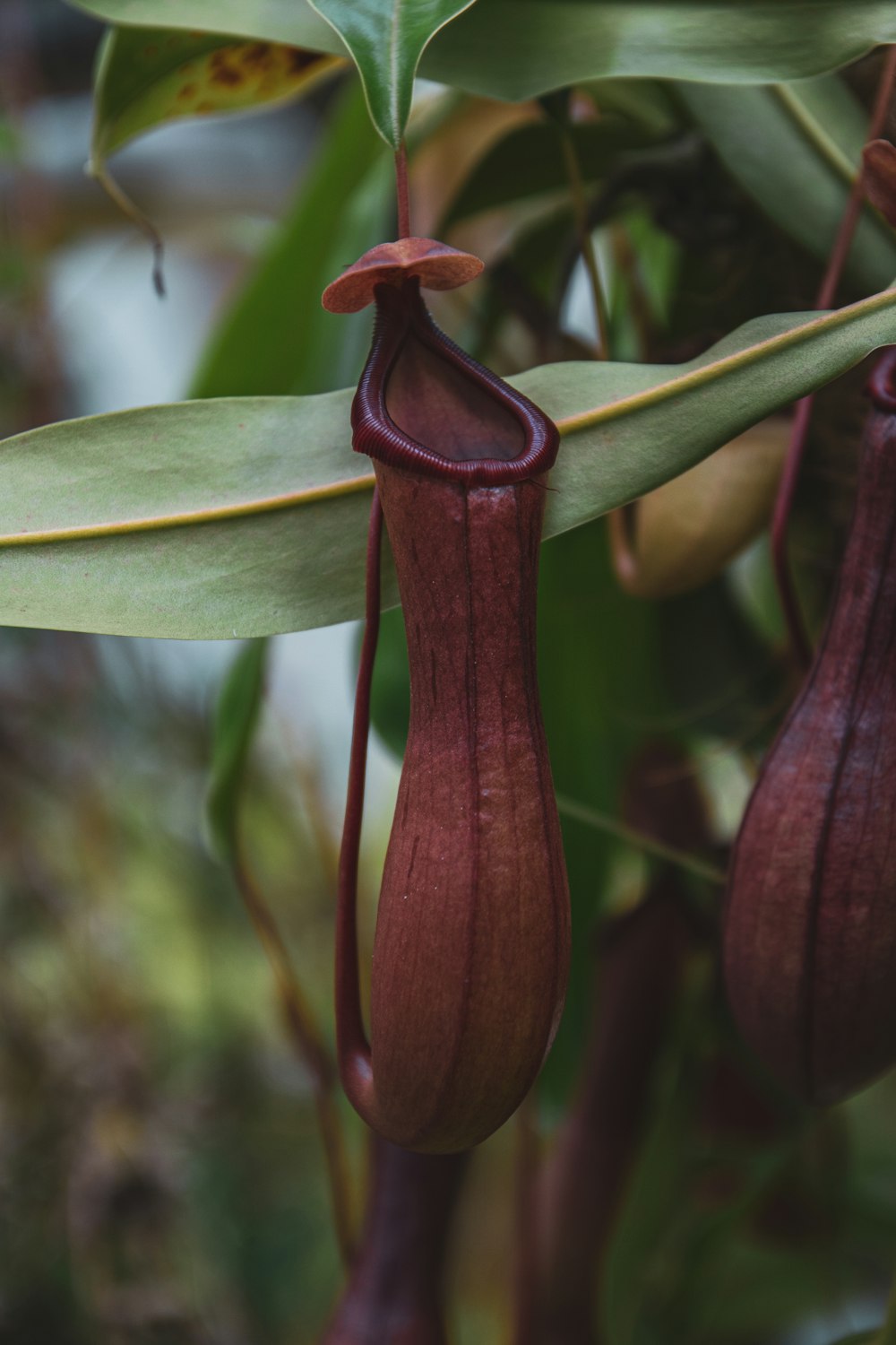 a close up of a flower on a plant