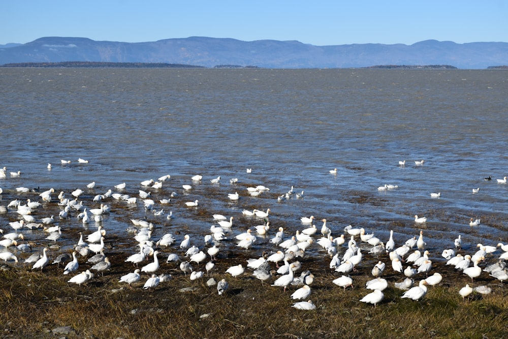 a flock of white birds standing on top of a grass covered field