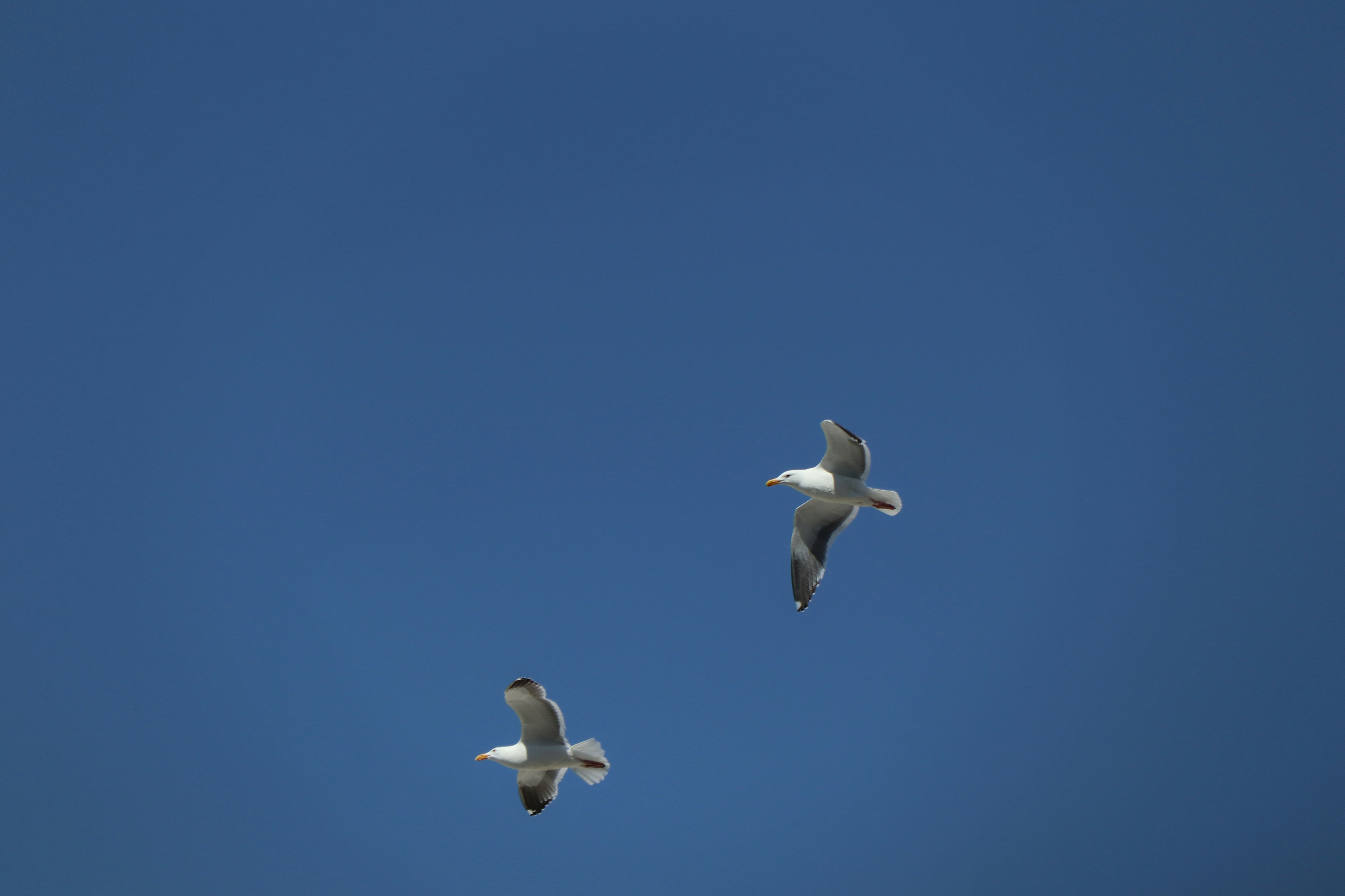 a couple of birds flying through a blue sky