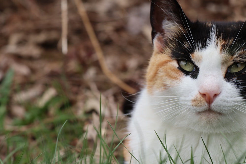 a black, orange and white cat sitting in the grass