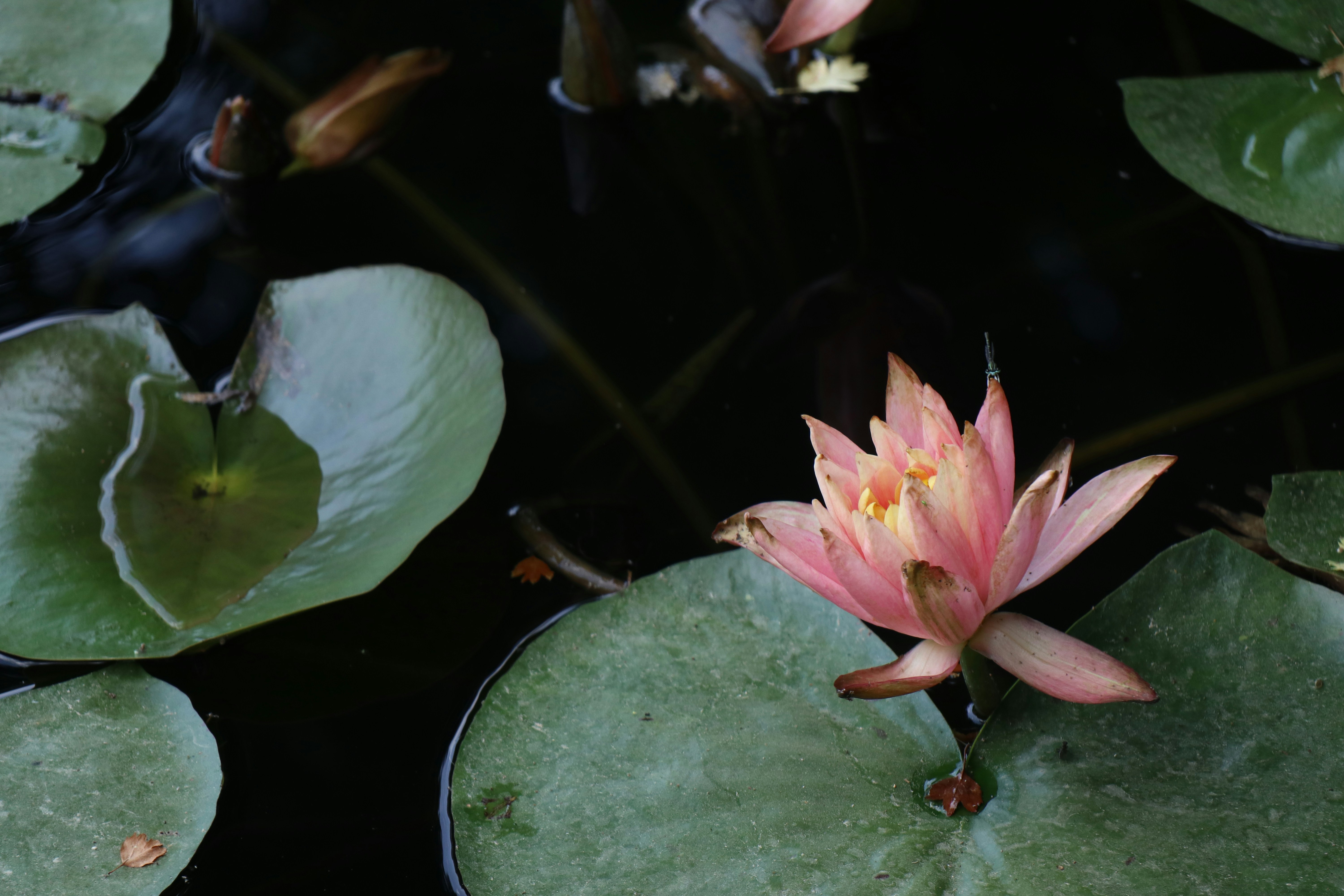 a pink flower sitting on top of green leaves