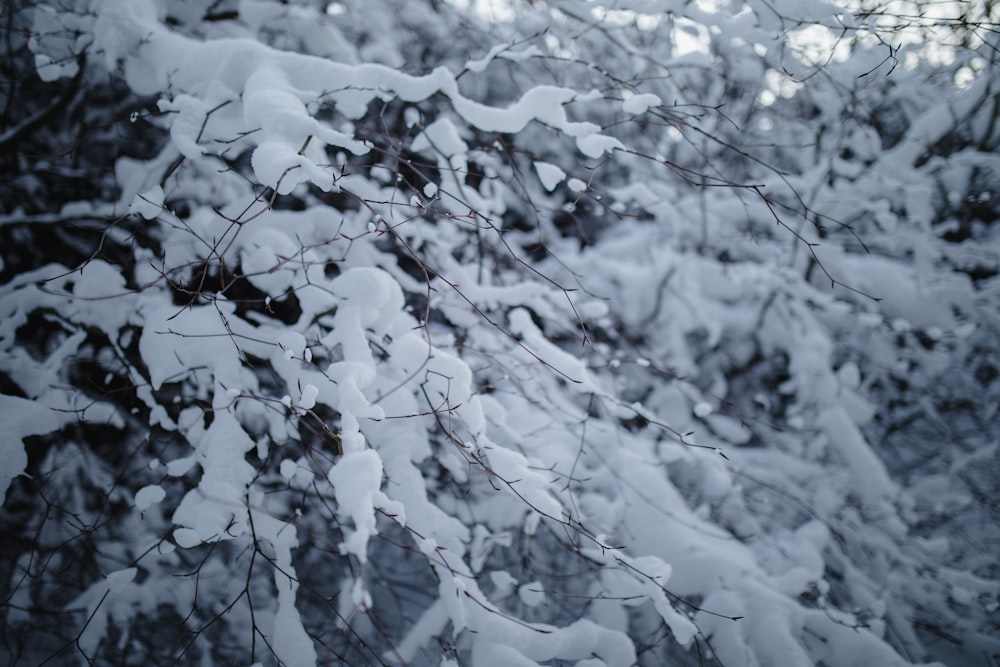 the branches of a tree are covered in snow