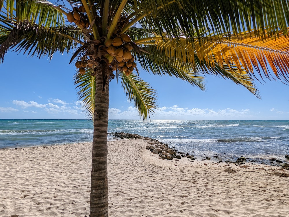 a palm tree sitting on top of a sandy beach