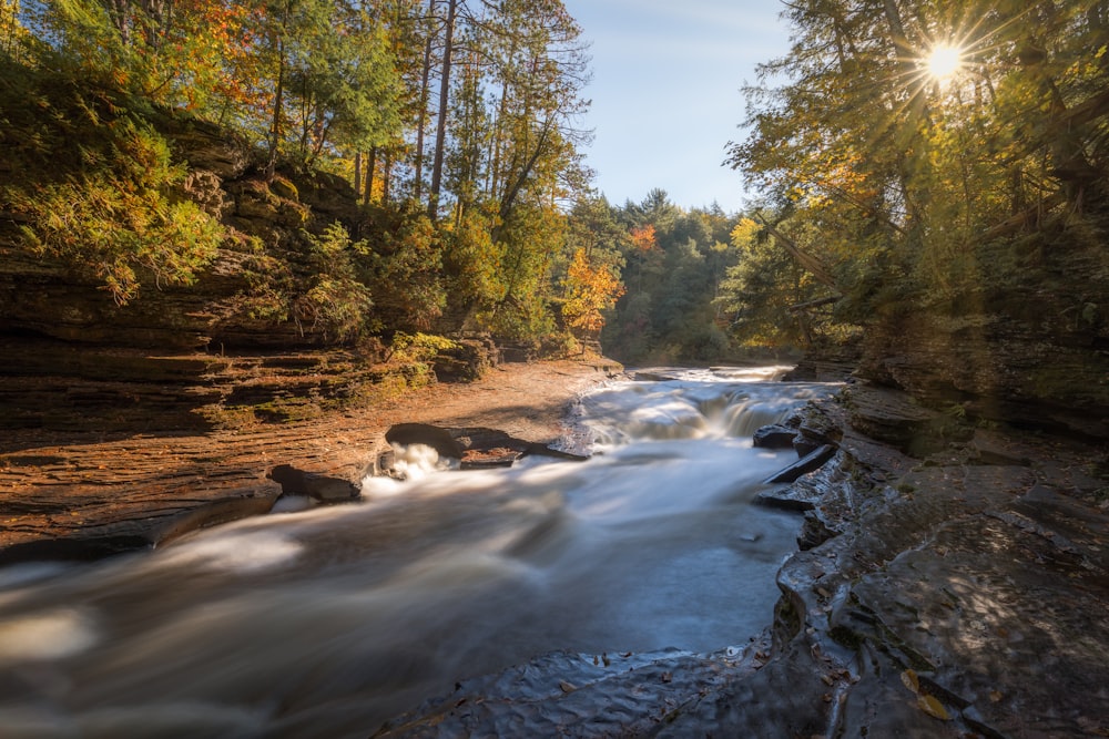 a river running through a forest filled with trees