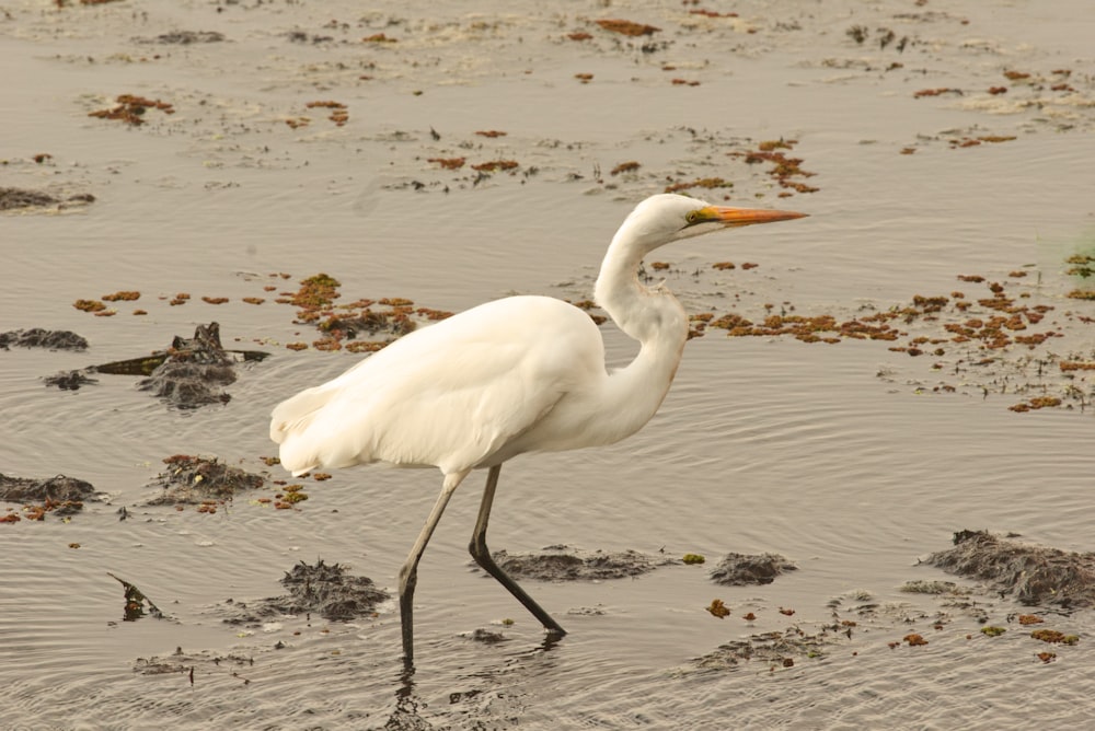 Un gran pájaro blanco parado en la cima de una playa de arena