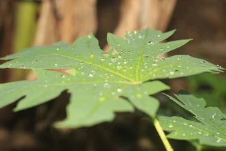 A vibrant green leaf with dew drops symbolizing fresh sustainability efforts.