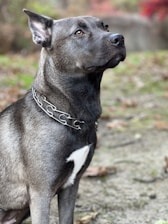 A well-trained dog attentively guarding a property with focused eyes.