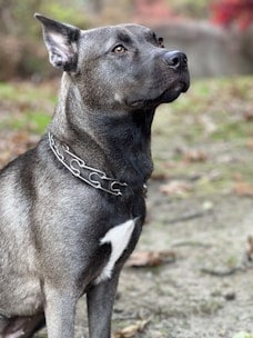 A well-trained dog attentively guarding a property with focused eyes.