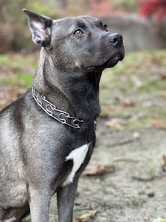 A trained guard dog from Smithone Intelligence Ltd attentively watching over a secured perimeter at dusk.
