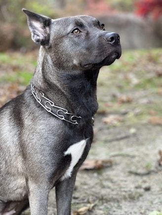 A well-trained dog attentively guarding a property with focused eyes.
