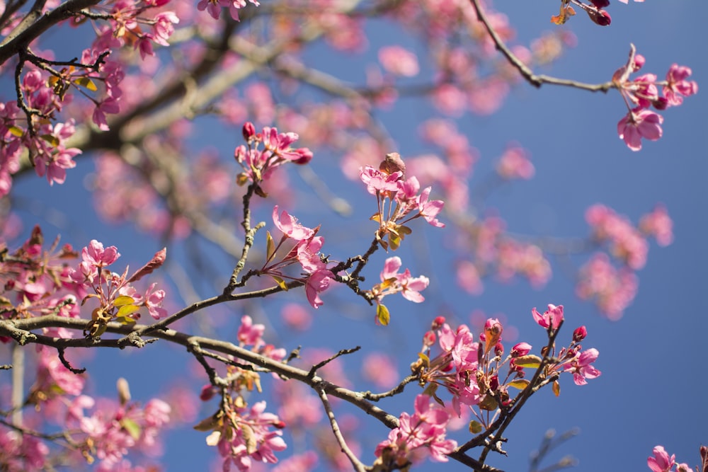 a tree with pink flowers in the foreground and a blue sky in the background