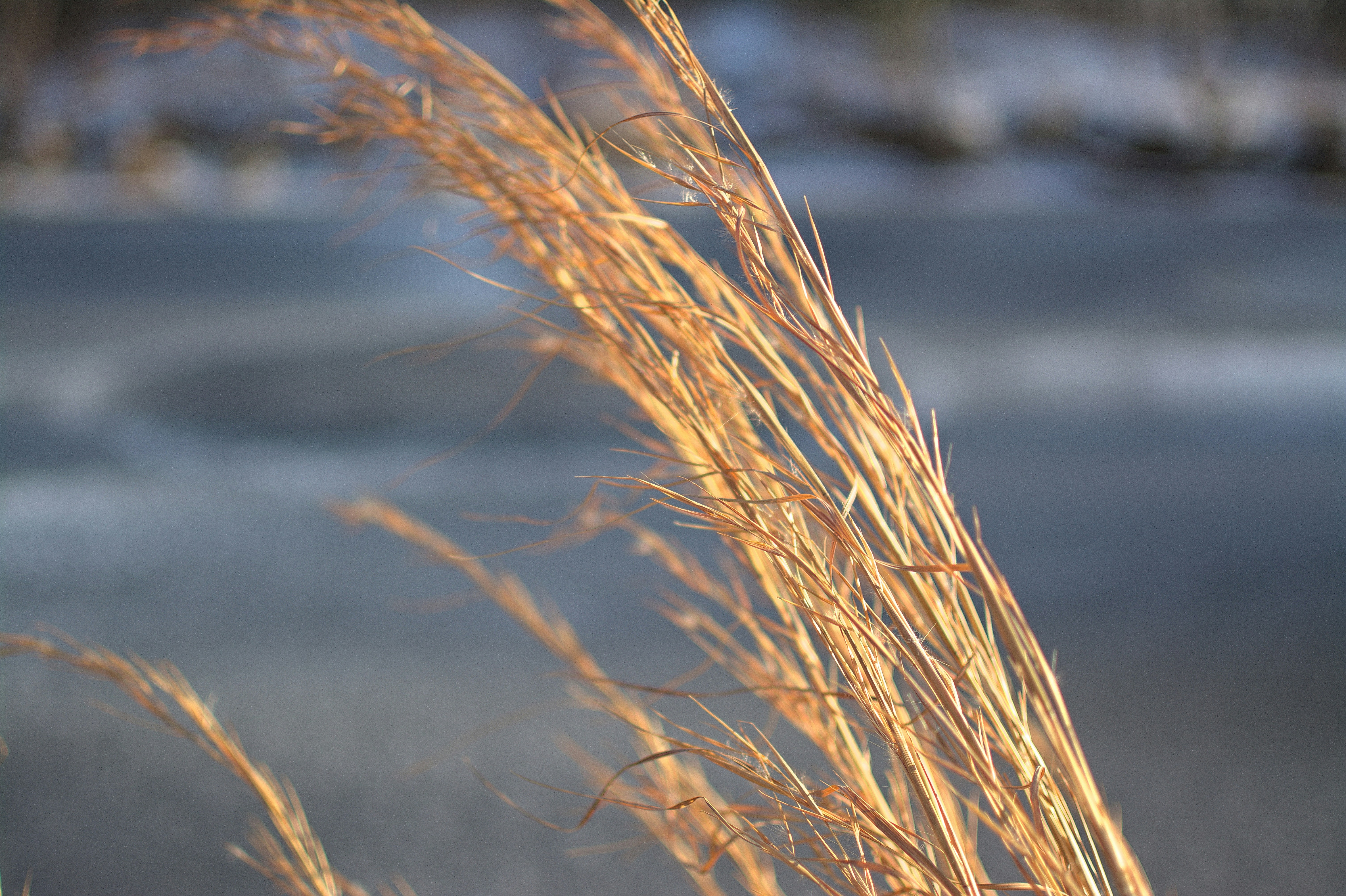 a close up of a plant with snow in the background
